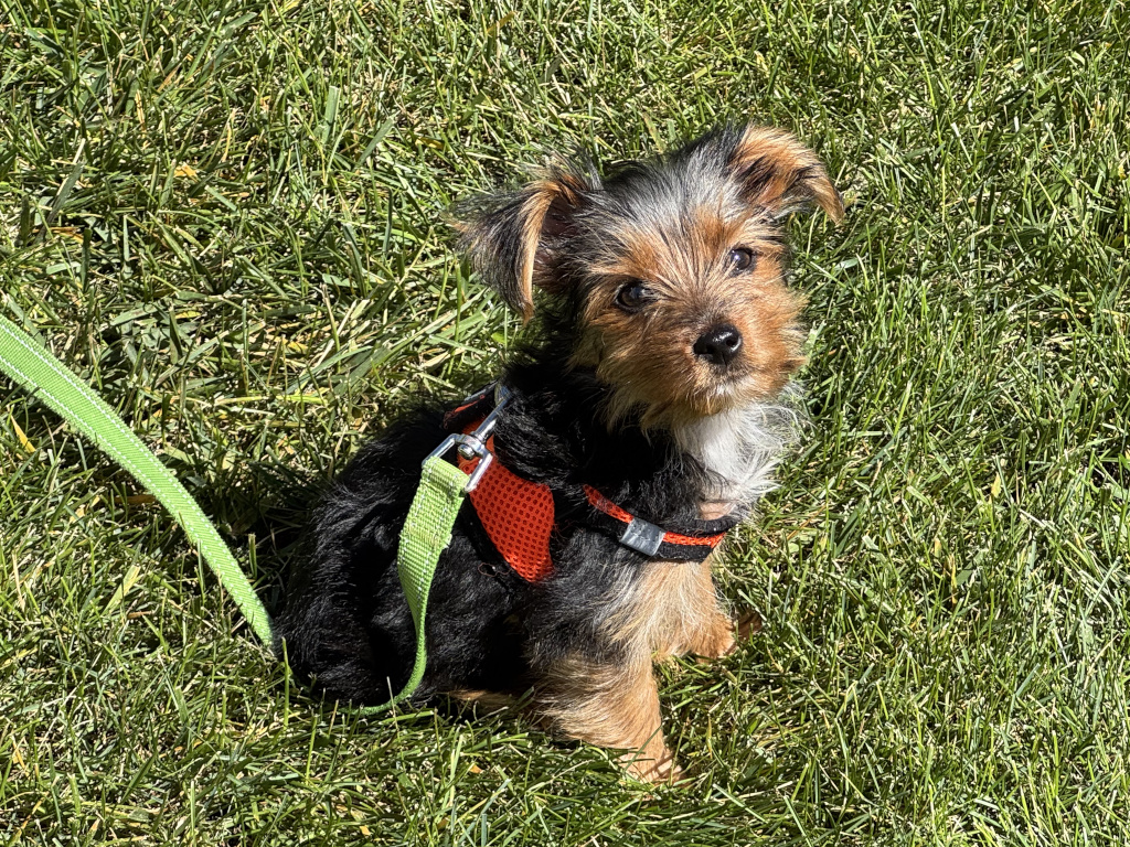 Henry Kamichoff: images/perc03823409.jpg