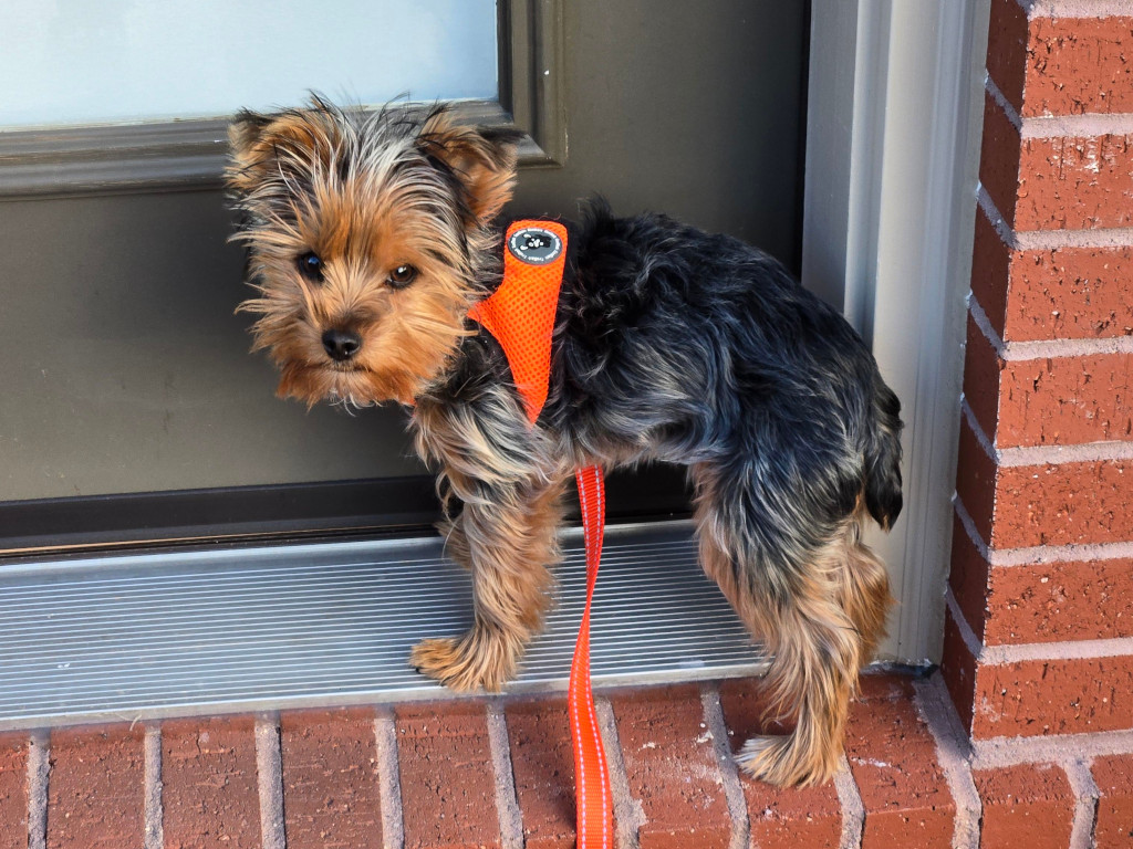 Henry Kamichoff: images/perc890fusj.jpg