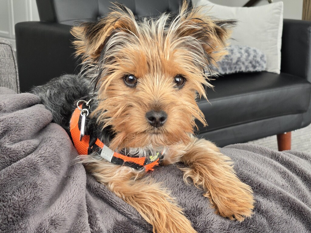 Henry Kamichoff: images/perc987dsf.jpg