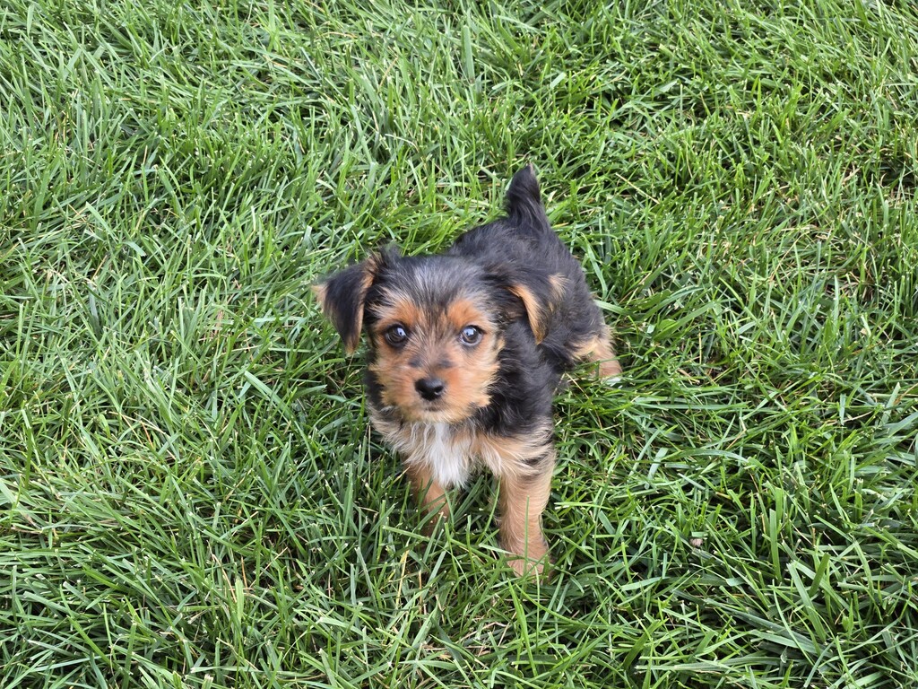 Henry Kamichoff: images/perc98fdgh.jpg