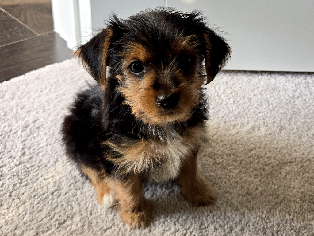 Henry Kamichoff: images/perc98fhsdfu7h.jpg