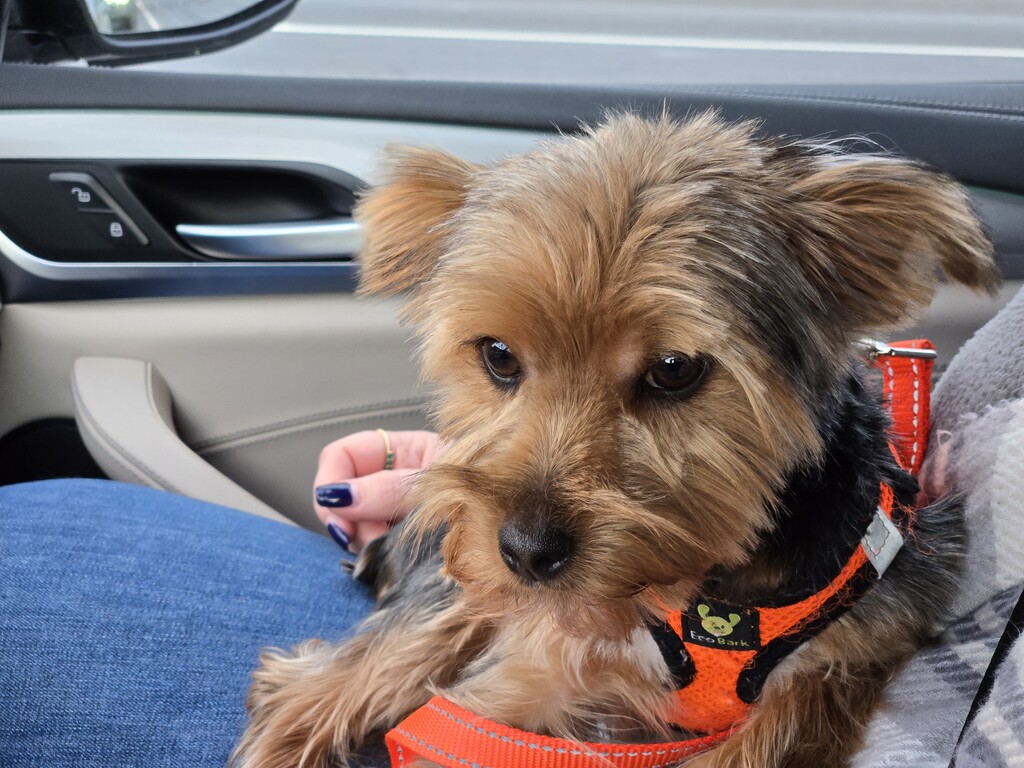 Henry Kamichoff: images/percdf98hsdfgsd.jpg